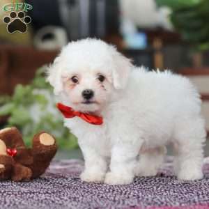 Lucky, Bichon Frise Puppy